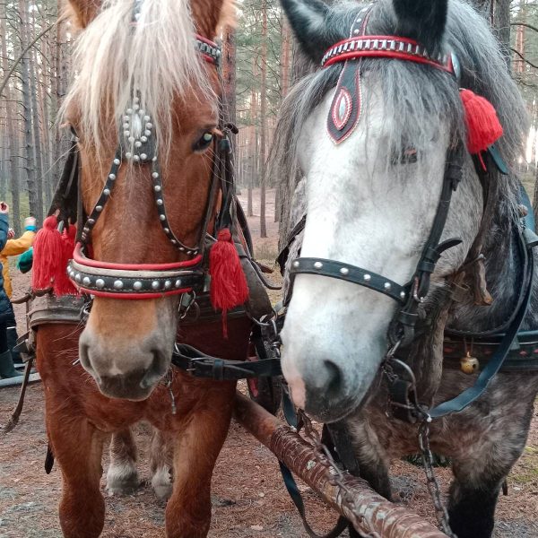 Stajnia Roztocze